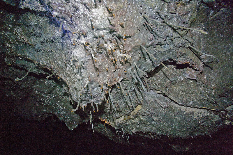 kps06080116