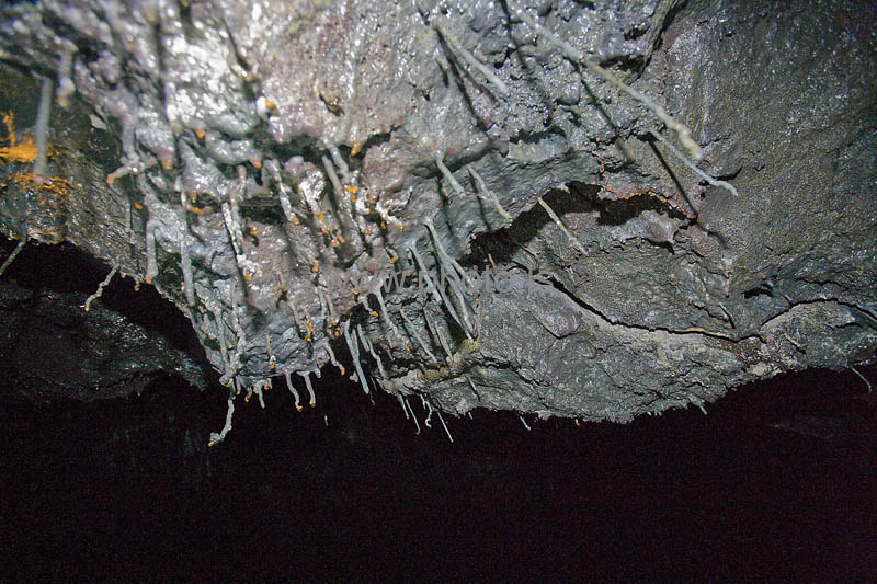 kps06080117
