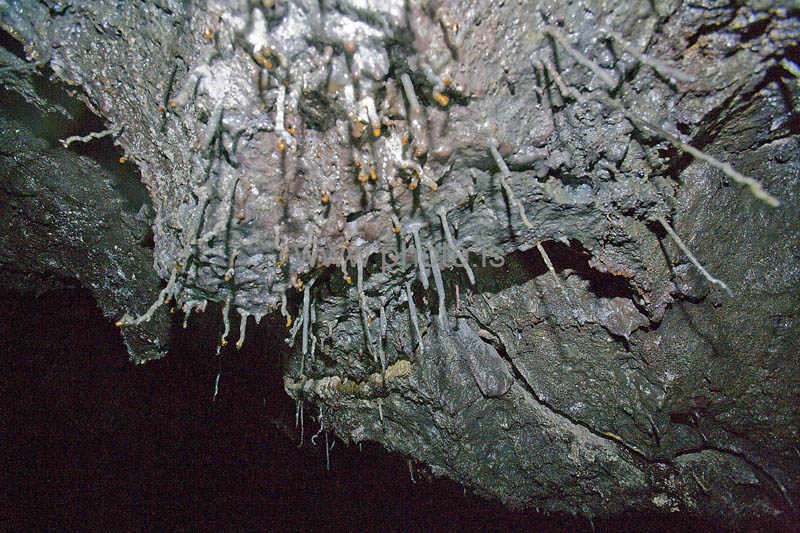 kps06080118