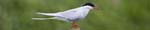 kps06080336p